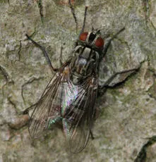 Haematobosca stimulans