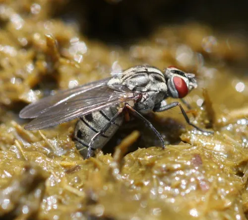 Haematobosca stimulans - photo 2