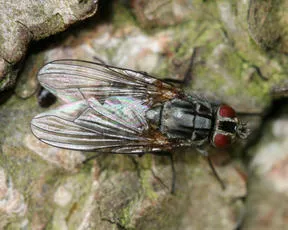 Haematobosca stimulans - photo 3