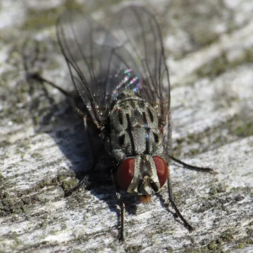 Haematobosca stimulans - photo 4