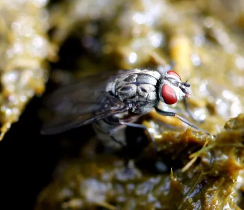 Haematobosca stimulans - photo 5