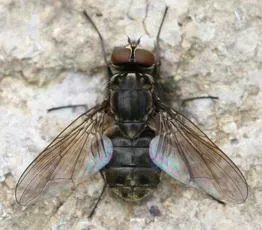 Haematobosca stimulans - photo 6