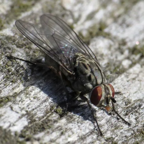 Haematobosca stimulans - photo 7