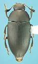Haematochiton carbonarius