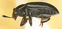 Haematochiton carbonarius - photo 4