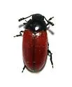 Haematochiton elateroides