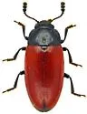 Haematochiton elateroides - photo 2