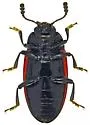 Haematochiton elateroides - photo 4