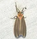 Haematomis uniformis - Hodges#8093