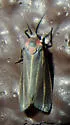 Haematomis uniformis - Hodges#8093 - photo 4