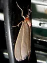 Haematomis uniformis - Hodges#8093 - photo 5