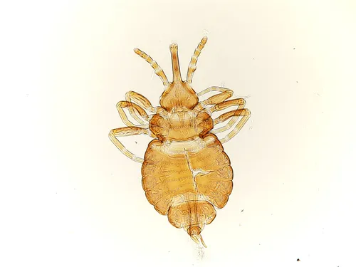 Elephant Lice - Haematomyzidae