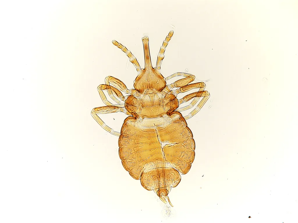 Elephant Lice - photo 2
