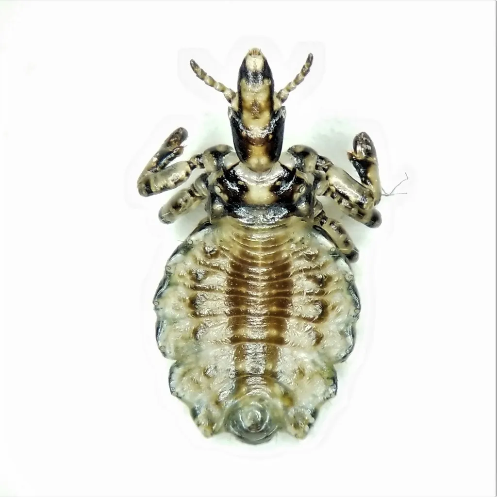 Haematopinidae - photo 2
