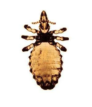 Horse Sucking Louse - photo 3
