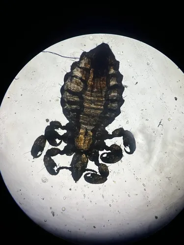 Shortnosed Cattle Louse