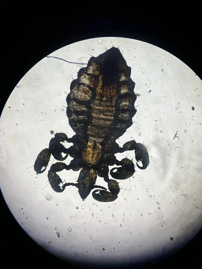 Shortnosed Cattle Louse - photo 2