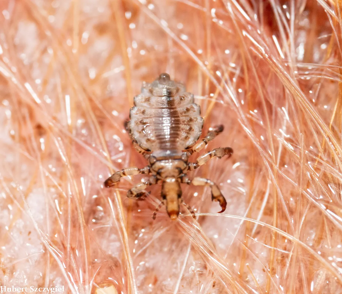 Hog Louse - photo 2