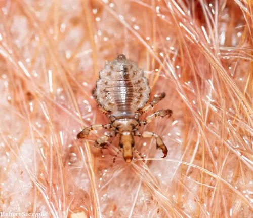 Hog Louse - photo 3