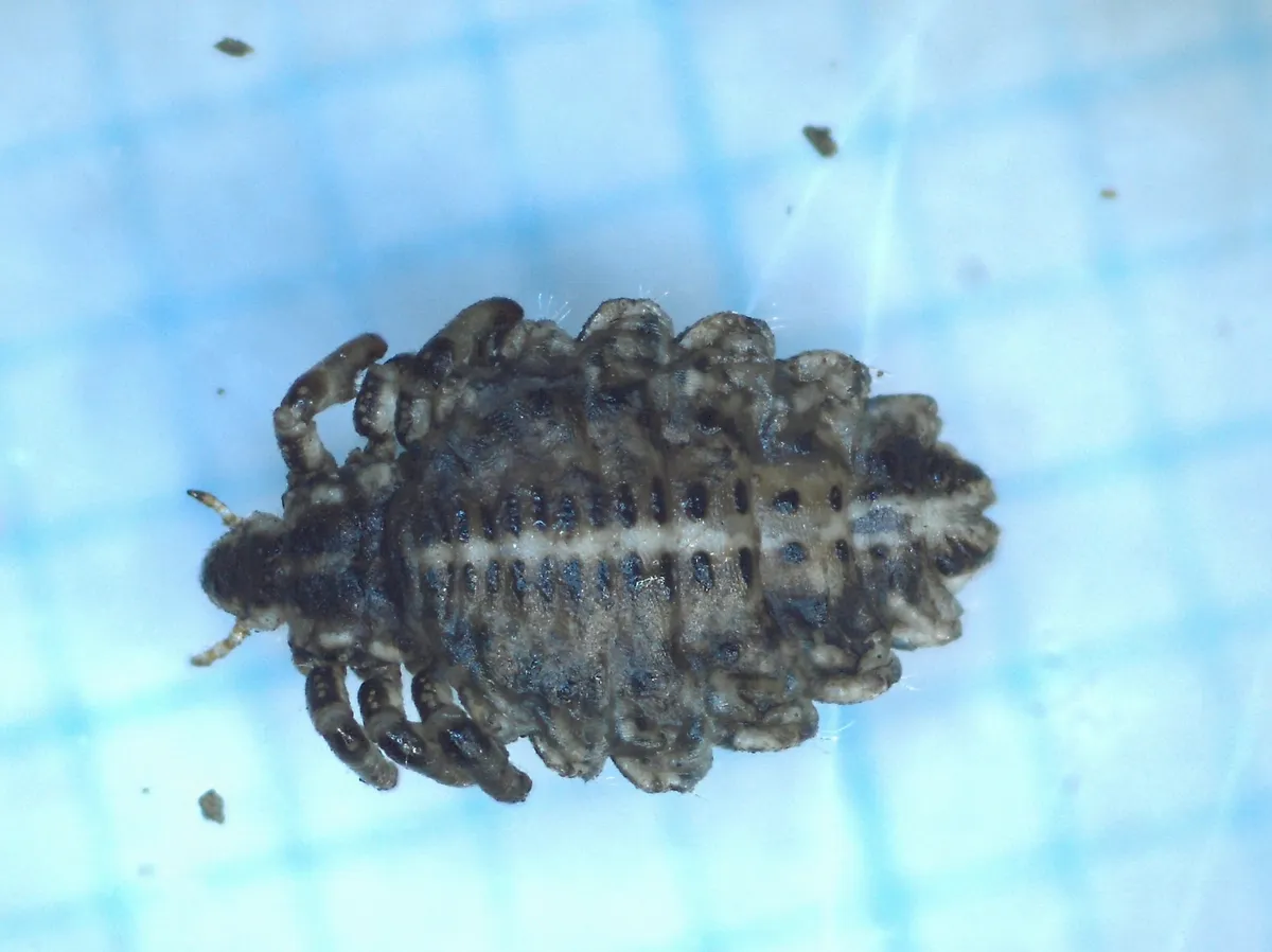 Buffalo Louse - photo 2