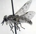 Haematopota americana