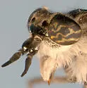 Haematopota americana - photo 2