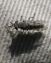 Haematopota rara