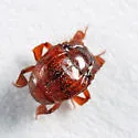 Haeterius blanchardi - photo 4