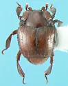 Haeterius brunneipennis