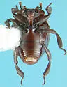 Haeterius brunneipennis - photo 2