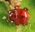 Haeterius brunneipennis - photo 3
