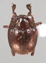 Haeterius brunneipennis - photo 5