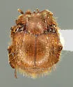 Haeterius californicus