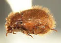 Haeterius californicus - photo 2