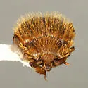 Haeterius californicus - photo 3