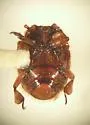 Haeterius californicus - photo 4