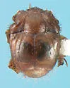 Haeterius californicus - photo 5
