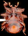 Haeterius exiguus - photo 2