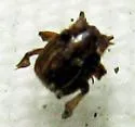 Haeterius tristriatus