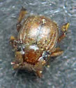 Haeterius tristriatus - photo 2