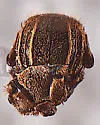Haeterius tristriatus - photo 3