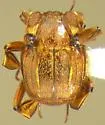 Haeterius zelus