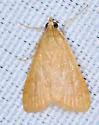 Hahncappsia alpinensis - Hodges#4961 - photo 2