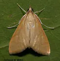 Hahncappsia alpinensis - Hodges#4961 - photo 3
