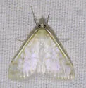 Hahncappsia coloradensis - Hodges#4970