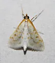 Hahncappsia coloradensis - Hodges#4970 - photo 2
