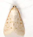 Hahncappsia coloradensis - Hodges#4970 - photo 3