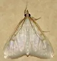 Hahncappsia coloradensis - Hodges#4970 - photo 4