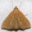 Hahncappsia mancalis - Hodges#4967