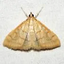 Hahncappsia mancalis - Hodges#4967 - photo 4